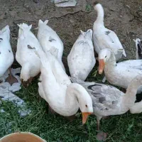 غاز|حیوانات مزرعه|نقده, |دیوار