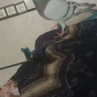 کفتر|پرنده|تاکستان, |دیوار