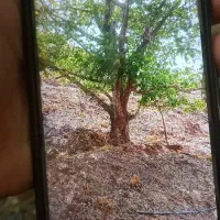 خریدانواع چوب تروخوشک چنارگردوتوت انواع چوب باغی