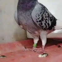 باختی