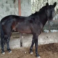 حیوانات سوارکاری