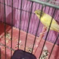 قناری ماده آماده آماده پس کوزه آیی