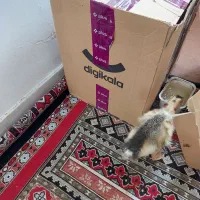 یک عدد اردک نیمچه دستی سالم|حیوانات مزرعه|رشت, کوی یخ|دیوار