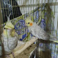 جفت عروس مولد با قفس