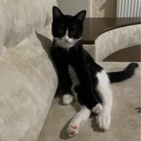 واگذاری تاکسیدو