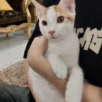 گربه