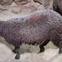 بره ماده گیج