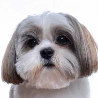 سگ پیدا شده