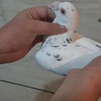 کبوتر هفت رنگ و پلاکی