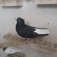 کبوتر زاغ دم سفید
