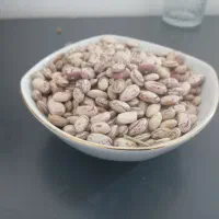لوبیا چیتی امسال