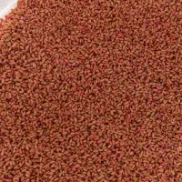 بذر گندم کوهدشت درجه یک