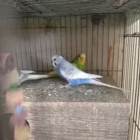 چند جفت مرغ عشق