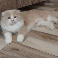 گربه|گربه|بندر گناوه, |دیوار