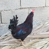 خروس پاکوتاه|حیوانات مزرعه|ریگ, |دیوار