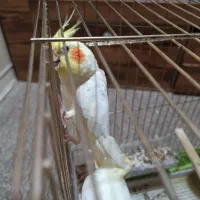 عروس هلندی|پرنده|بندر دیر, |دیوار