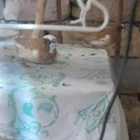 ۵عدد فنج و جفت عروس بفروش میرسد دوستمحمد|پرنده|هیرمند, |دیوار