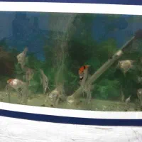 ماهی زینتی فرشته ماهی