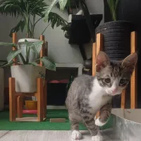 گربه خونگی شیطون