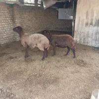 ۲تا گوسفند قزل افشار ،شکم اول آبستن ،سنو گرافی|حیوانات مزرعه|آق قلا, |دیوار