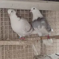 کفتر یا کبوتر هما پرشی