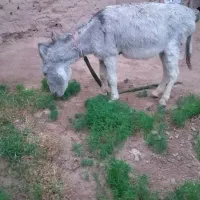 خر آرام|حیوانات مزرعه|درمیان, |دیوار