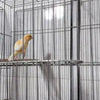 قناری  جوجه مرغ مینا|پرنده|شیراز, پودنک|دیوار