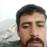 عروس هلندی نراهلی|پرنده|باسمنج, |دیوار