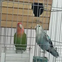 طوطی برزیلی مولد