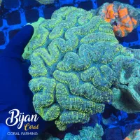 اکواریوم ماهی تجهیزات ابشور آب شور