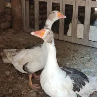 دو جفت غاز|حیوانات مزرعه|معصومیه, |دیوار