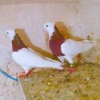 طوقی  هفترنگ کفتر کبوتر رنگه المانی کاکلی سوسکی|پرنده|تربت‌حیدریه, ترمینال|دیوار