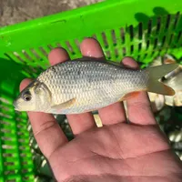 کپور اصلاح نژاد آمور قزل آلا پخش انواع بچه ماهی