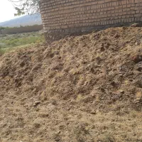 کود گوسفندی