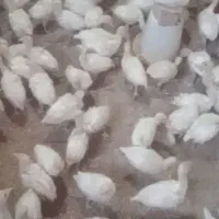 جوجه بوقلمون گوشتی واکسن‌ها تکمیل فروش