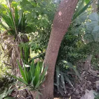 گل یوکا|گل و گیاه طبیعی|شیرگاه, |دیوار