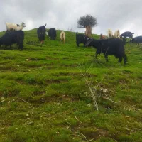 بزغاله و گیسک