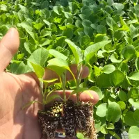 نشا صیفیجات