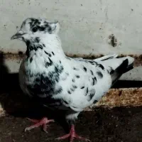 کفتر|پرنده|کوهدشت, |دیوار