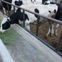 گوساله