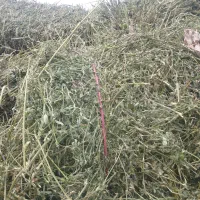 فروش یونجه خشک با بهترین قیمت