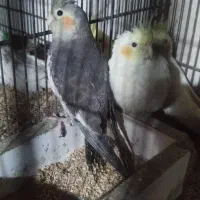 سرلاکی|پرنده|بندرعباس, |دیوار