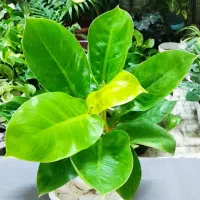 با گلهای زیبا طراوت را به خانه خود هدیه کن|گل و گیاه طبیعی|شاهین‌شهر, عطار|دیوار