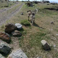 سگ گم شده|حیوانات|مشگین شهر, |دیوار