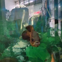 ماهی اسکار|ماهی|قزوین, |دیوار