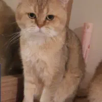 گربه گلد و سیلور نر جهت جفت گیری|گربه|تبریز, |دیوار