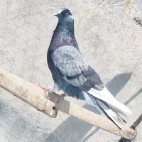 کفتر شازده|پرنده|تهران, جی|دیوار