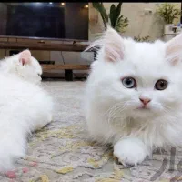 گربه کوچولو