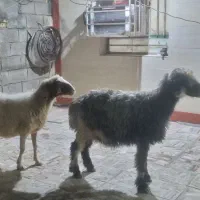 حیوانات مزرعه