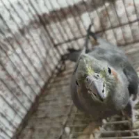 عروس‌هلندی‌ماده|پرنده|ورامین, شهرک مدرس|دیوار